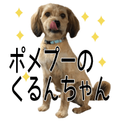 [LINEスタンプ] ポメプー くるんちゃんの百面相