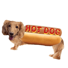 [LINEスタンプ] HOT DOG スタンプ！