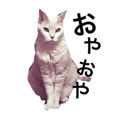 [LINEスタンプ] ツナ ビッグキャット