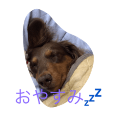 [LINEスタンプ] 可愛いリリー＆キラ