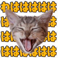 [LINEスタンプ] 猫のアメリカンショートヘアー