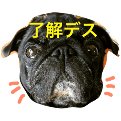 [LINEスタンプ] 黒パグのグリのスタンプ