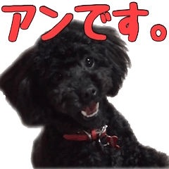 [LINEスタンプ] 黒トイプードルのアンちゃん