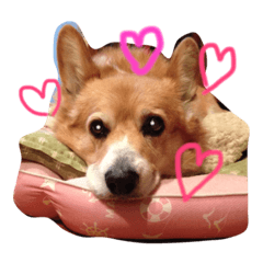 [LINEスタンプ] コーギートト