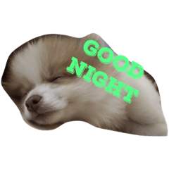 [LINEスタンプ] ポメチワのタッキーくん