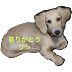 [LINEスタンプ] ダックスだよ