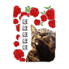 [LINEスタンプ] 猫実写  コジコジと仲間達の画像（メイン）