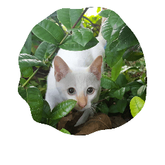 [LINEスタンプ] O-MO da CAT