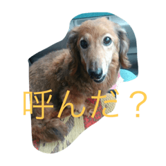 [LINEスタンプ] ミニチュアダックスのスタンプです！