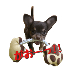 [LINEスタンプ] レオ君の日常