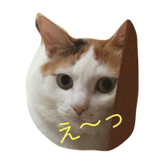 [LINEスタンプ] 遠藤家のにゃんこ