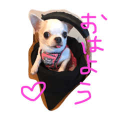[LINEスタンプ] たんちくん