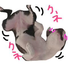 [LINEスタンプ] うちのこうめちゃん