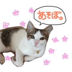 [LINEスタンプ] シャロ＆とら＆にゃー