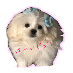 [LINEスタンプ] ペキプーのモコちゃん