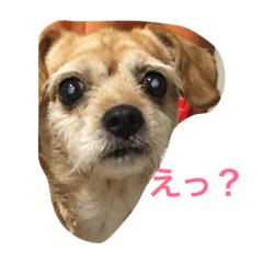 [LINEスタンプ] てとてとぶらん
