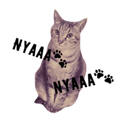 [LINEスタンプ] 猫ラブ生活