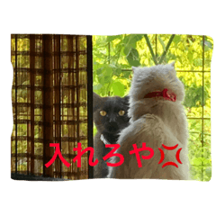 [LINEスタンプ] 白猫＆黒猫α犬