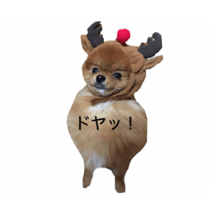 [LINEスタンプ] Pomeranian Popo and Creo