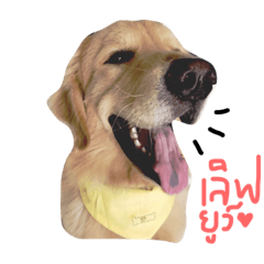 [LINEスタンプ] Golden retriever and Friend, Juck Thの画像（メイン）