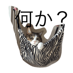 [LINEスタンプ] 5ニャンと下僕の日々。