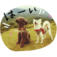 [LINEスタンプ] みかんとこむぎ何かと使えるスタンプ