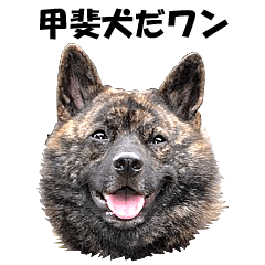 [LINEスタンプ] 甲斐犬 玄米 （写真編）