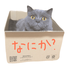 [LINEスタンプ] 癒しをささげるにゃんこたち
