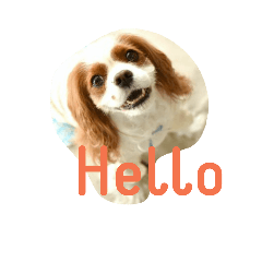[LINEスタンプ] キャバリア みかん