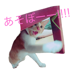 [LINEスタンプ] ねこネコちゃん