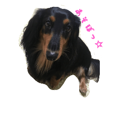 [LINEスタンプ] レオの日常スタンプ
