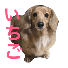 [LINEスタンプ] くいしんぼいっちー