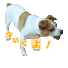 [LINEスタンプ] Jack Russell Terrier's