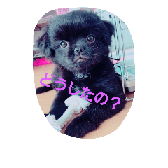 [LINEスタンプ] わんこの一言