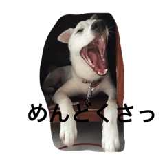 [LINEスタンプ] country dog Haku's slow life