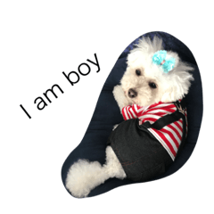 [LINEスタンプ] 愛犬 らてのお茶目な表情です