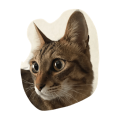 [LINEスタンプ] 癒しのニャンコ