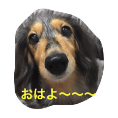 [LINEスタンプ] DDBstamp