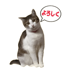 [LINEスタンプ] 猫のこなつちゃんスタンプ(写真)