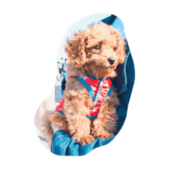 [LINEスタンプ] CHIRO Tiny poodle