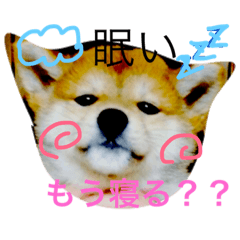 [LINEスタンプ] 虎太郎 日常編