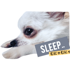 [LINEスタンプ] ぼく、愛犬 おぐら(チワワ)