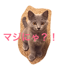 [LINEスタンプ] lovely cat okome chan