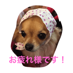 [LINEスタンプ] wachichi2