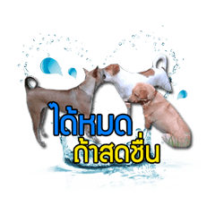[LINEスタンプ] Daimodthasoodchuen kub dog