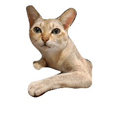 [LINEスタンプ] ねこなかま
