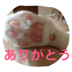 [LINEスタンプ] かわいい白猫しろたん