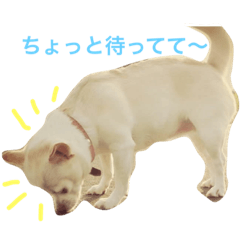 [LINEスタンプ] 我が家のふぅちゃん