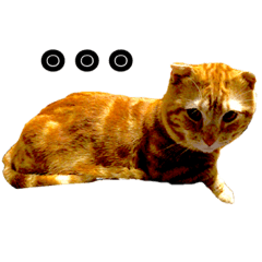 [LINEスタンプ] 猫 マンチカン 英語の画像（メイン）