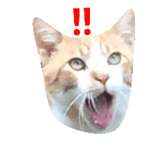 [LINEスタンプ] かわいいトラちゃん